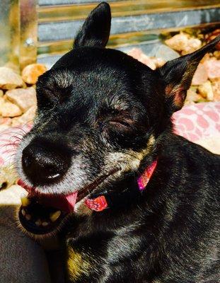 My small dog Scout. She was so loved and well-cared for by Parkside Animal Health Center.