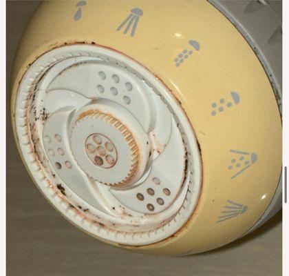 Mold in the shower head