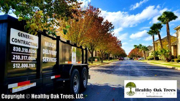 Healthy Oak Trees