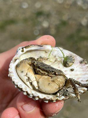 Learning to Grow Homestead