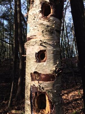 the birds have been busy.