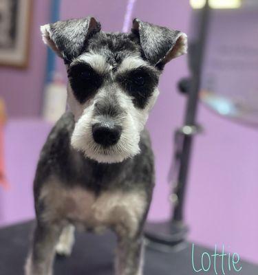 Becca's BowWow Boutique