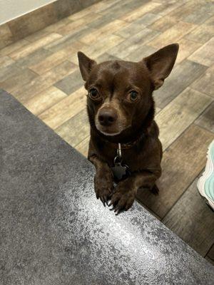 Penny Paws Animal Clinic