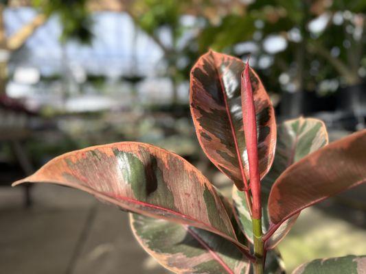 Pratt Family Greenhouse