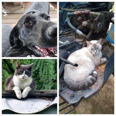 Woodville Veterinary Clinic