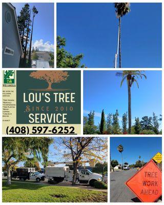 Lu's Professional Tree Care