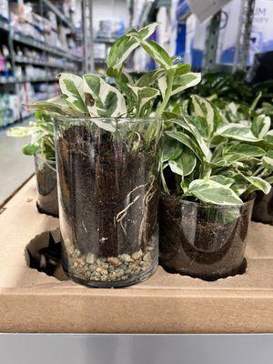 BJ's Wholesale Club Gas Station