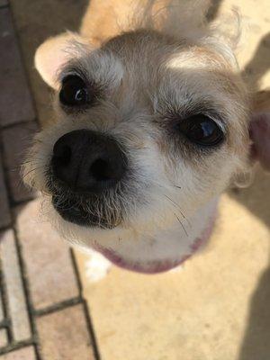 My name is Biscuit I love golf cart rides with my dad and be careful I might lick you to death!