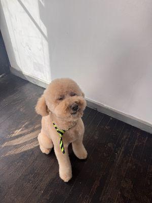 Kiki's Pet Spa & Boutique