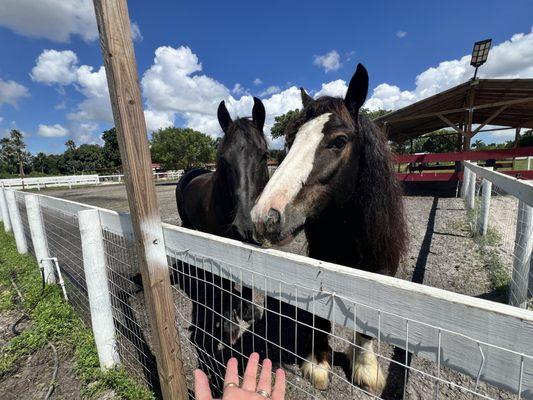 Davie Horse Boarding