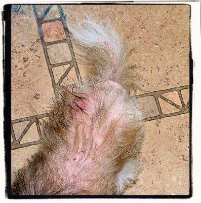 Horne Tommy R Jr DVM