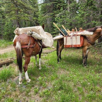 My pack mules