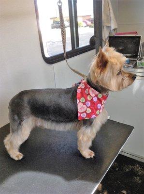 Poppy's Pampered Pets