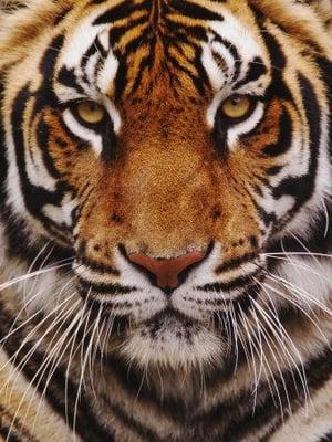 TIGER Gas