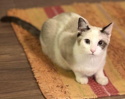 New Leash On Life - Home Of The Joy Clinic