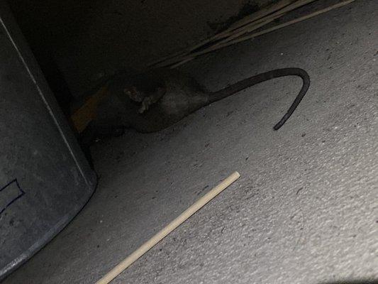 Bella's Exterminator