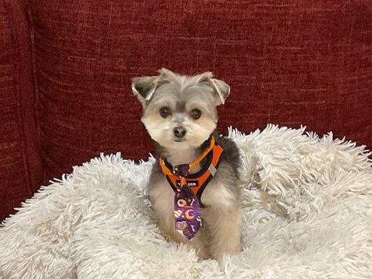 Syd's Tailored Tails