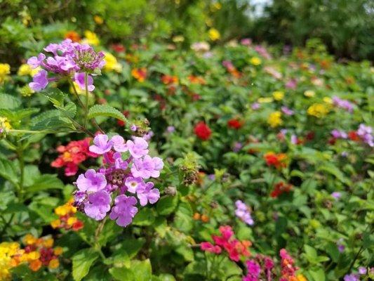 St. Johns Lawn & Landscaping