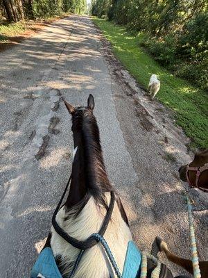 Horse of Course Stables