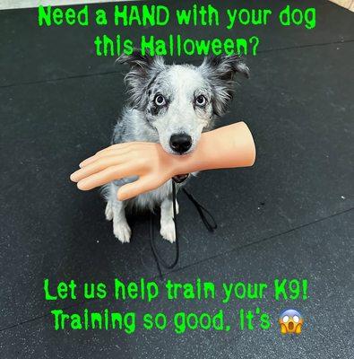 K9 Logic Dog Training