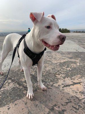 Griffith Park Helipad
