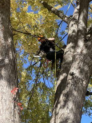 McClellan Tree Service