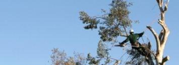 A & D Tree Cutters Unlimited