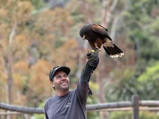 Catalina Falconry Experience