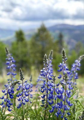 Mountain Lupines