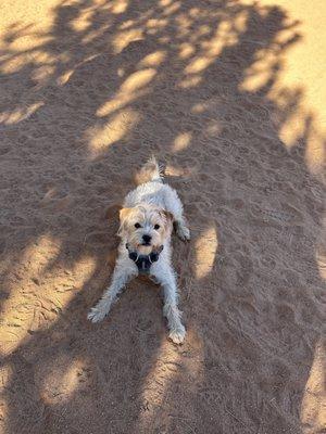 Dirty dog after run sprints with the Chuck It!