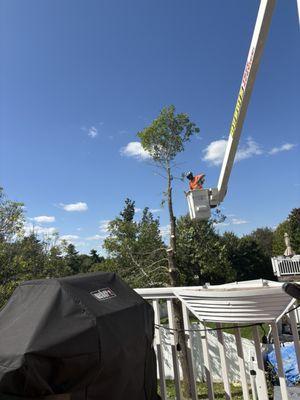 Dubois Tree Service