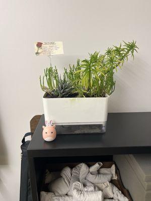 The Showcase Florist