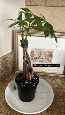 The Standard Design Group Nurseries