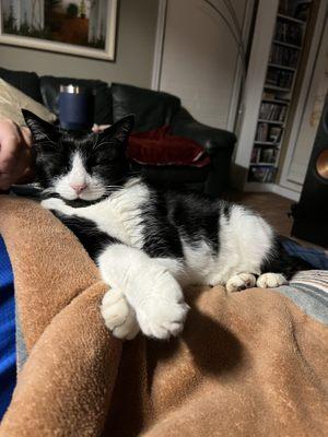 Spotswood Veterinary Services