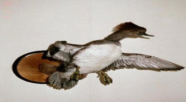 Wilderness Walt's Taxidermy