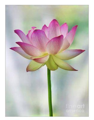 Marina Milstein Orthodontics