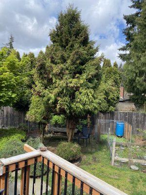 Washington Tree Experts