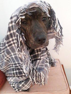 Gaithersburg Pet Sitters