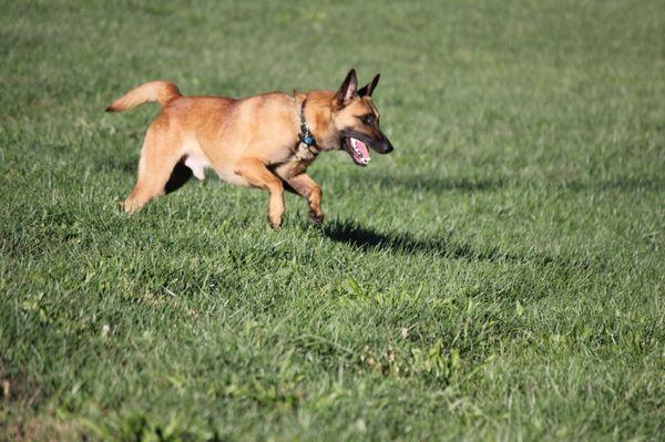 Having fun after a long inspection. Loka one of our k9 employees