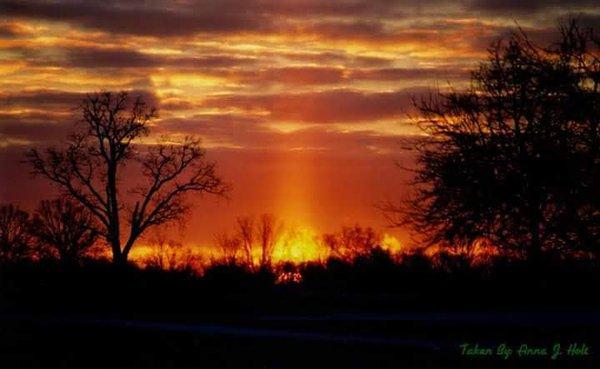 Divinity Tree Service