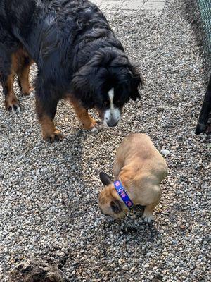 Happy Tails 2 U Pet Care