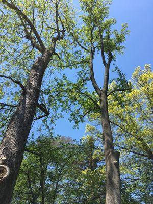 Maldonado's Tree Experts