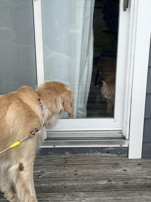 Chassis investigates a potential foe.