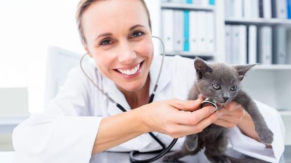 Limerick Veterinary Clinic