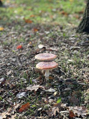 Lake Sammamish State Park