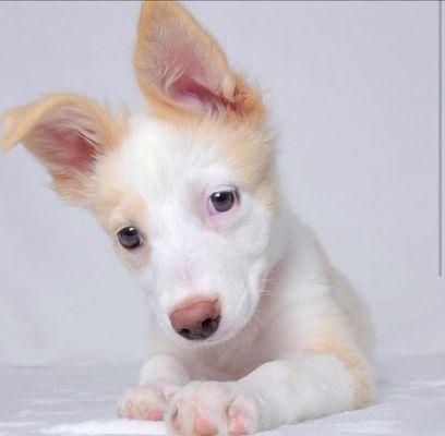 Pet Orphans of Southern California