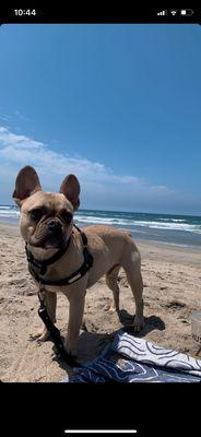 Michael's Dog Training and Pet Sitting