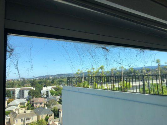 My lovely window covered in webs and dead insects