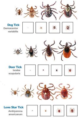 Greensburg Mosquito Solutions