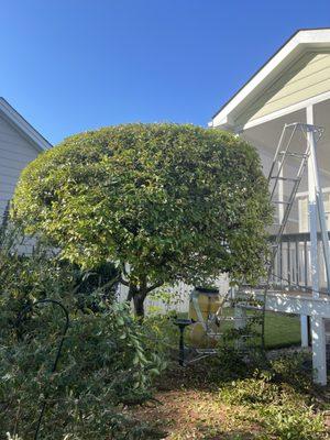 Holly Tree Landscaping